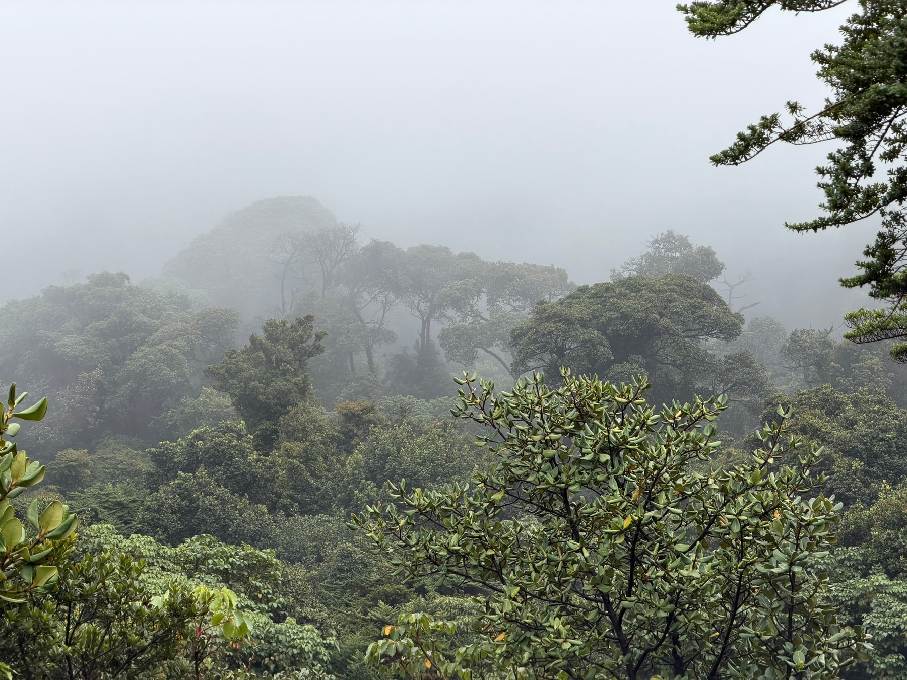 A view of the surrounding cloud forest from the main trail to the viewpoint.
